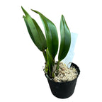 Cattleya Hawaiian Splash 'Lea' BM/JOGA - parfumata