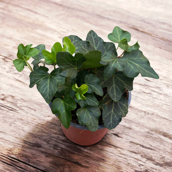 Ivy - Hedera helix 'Wonder' 3-4 plants/pot