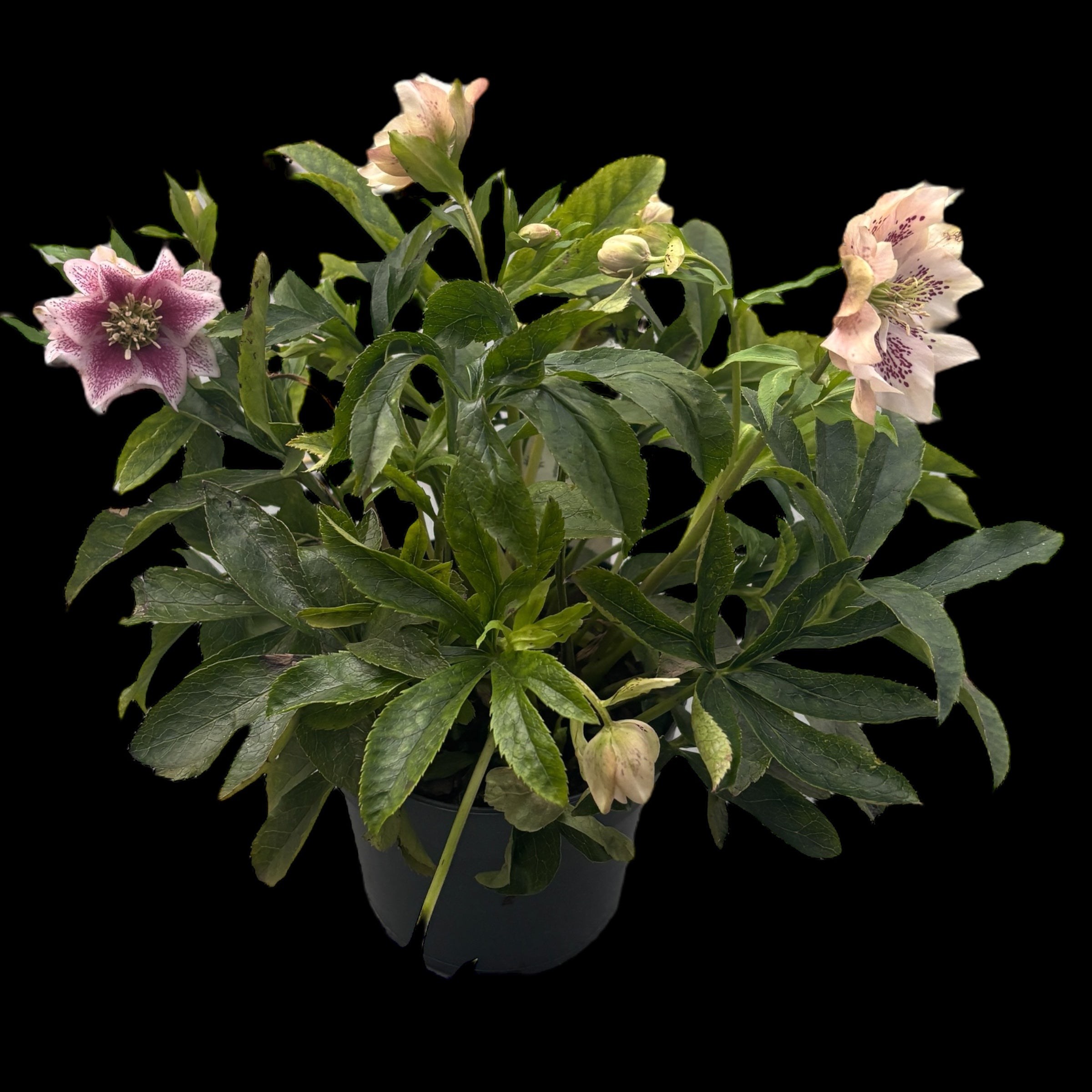 Helleborus orientalis 'Hello Amber' (Spanz cu flori duble)