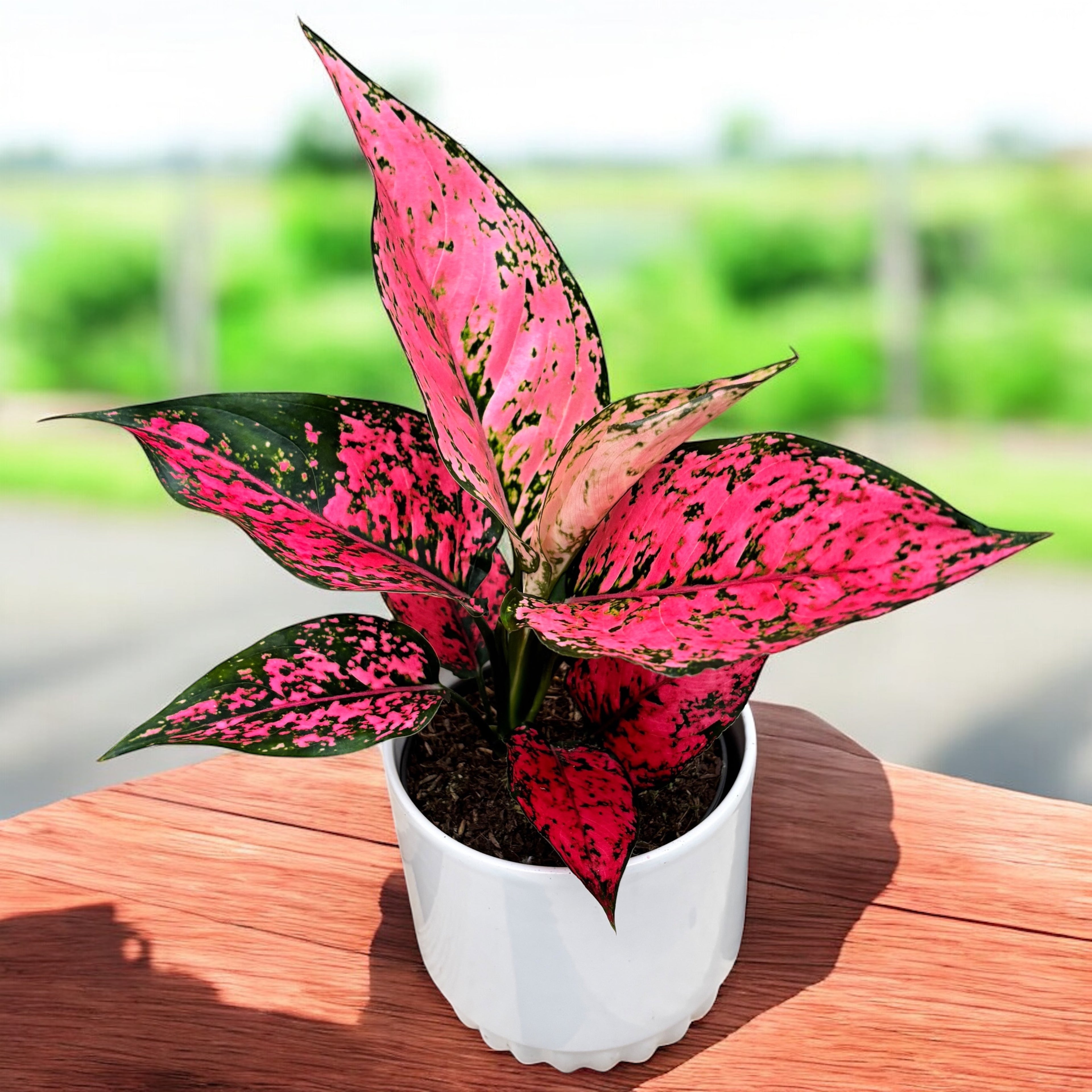 aglaonema ruby pink Aglaonema 'Spicy Pink'