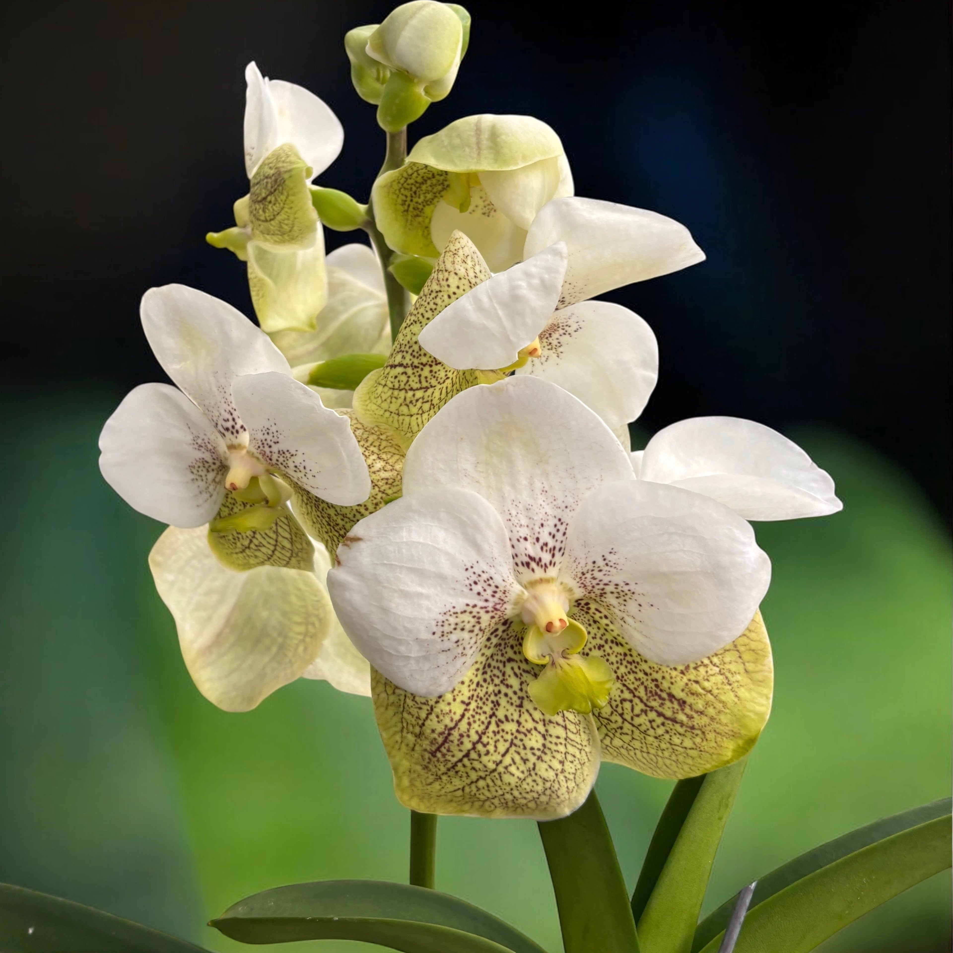 Vanda Divana White Lemon (Ansu)