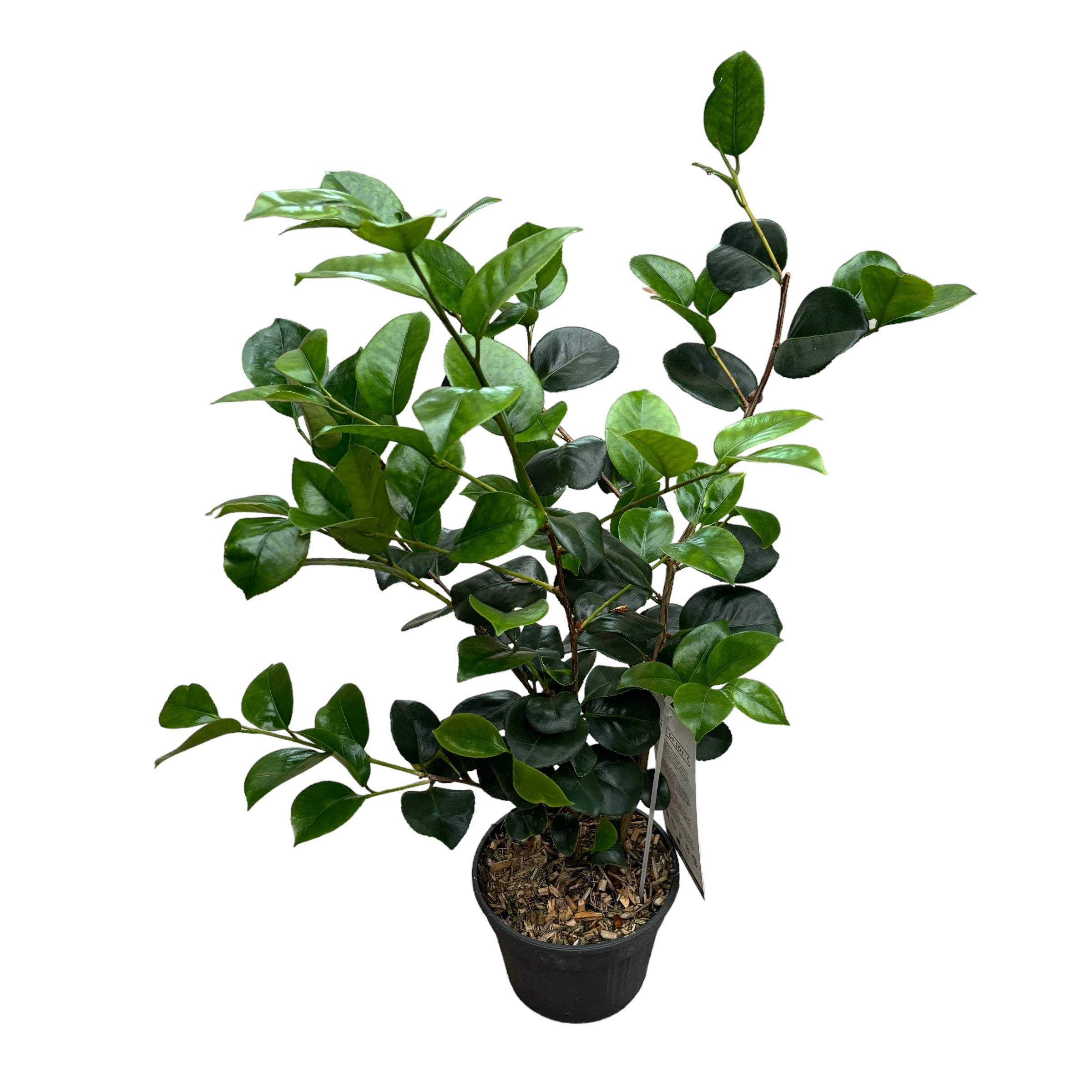 Camellia japonica 'Lady Campbell' (Odporna na mróz)