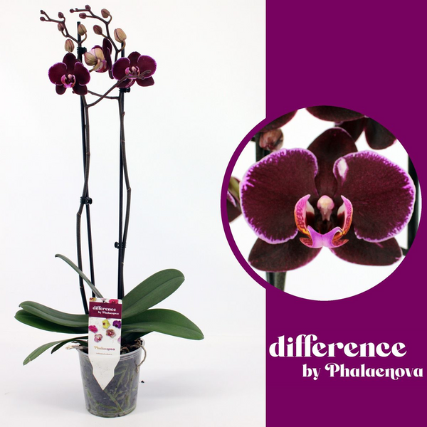 Phalaenopsis Debora