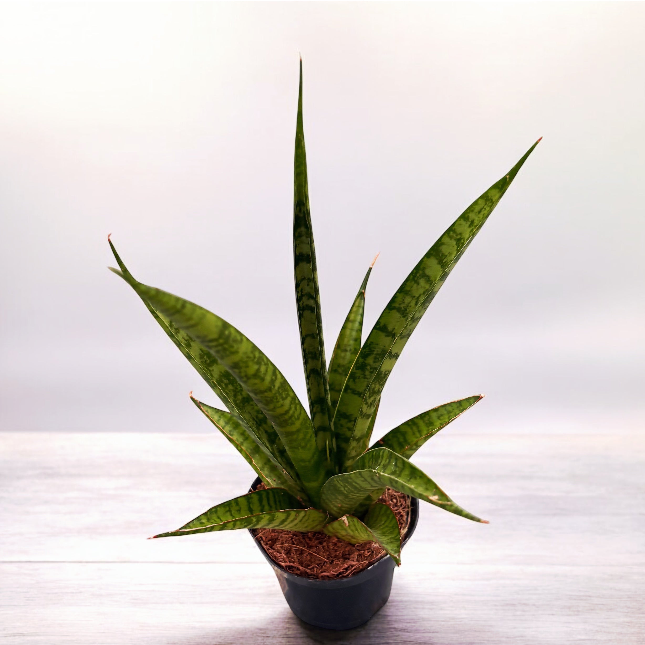 pineapple snake plant Sansevieria cylindrica 'Pineapple' – Secret Garden Plant Shop