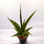 Sansevieria cylindrica 'Pineapple'