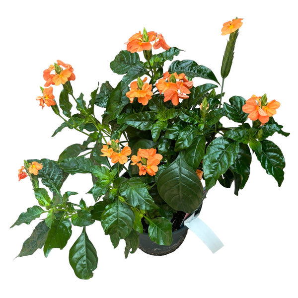 Crossandra infundibuliformis D17 ('Fireworks' flower) 2-3 plants/pot