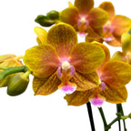 Phalaenopsis portocalie - flori parfumate