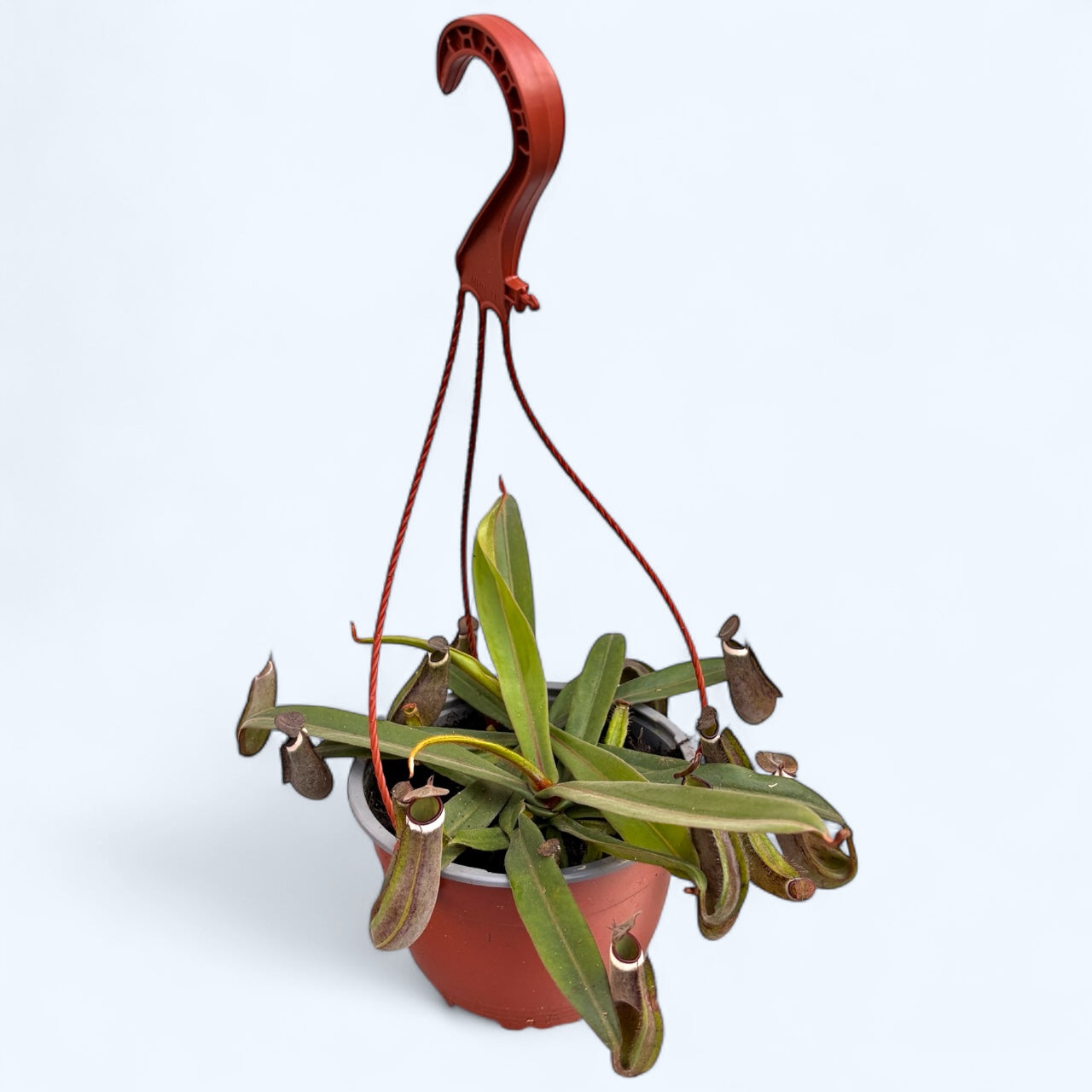 Planta carnivora Nepenthes Albomarginata - exemplare Xl