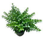 Cuphea hyssopifolia (False heather)