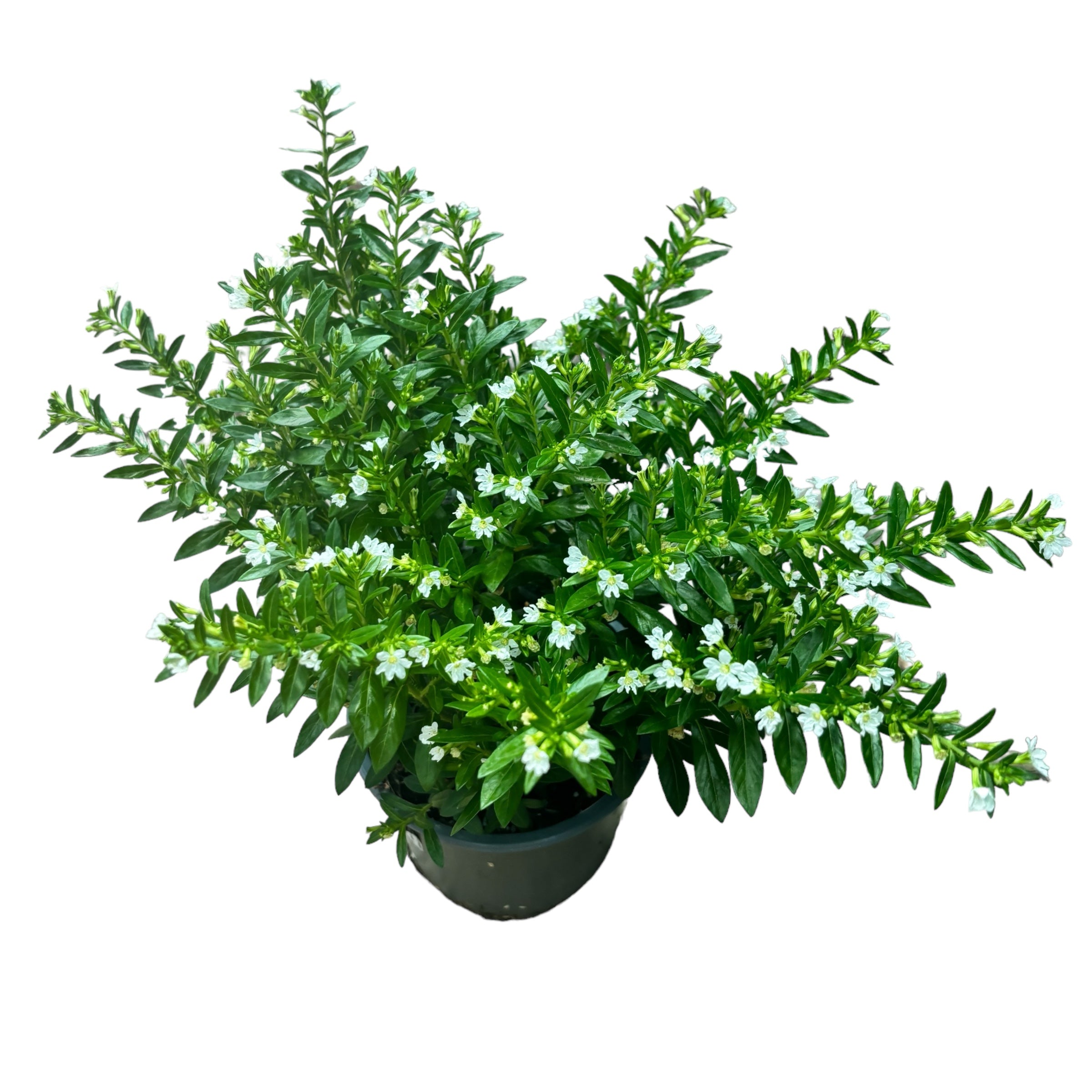 Cuphea hyssopifolia (False heather)