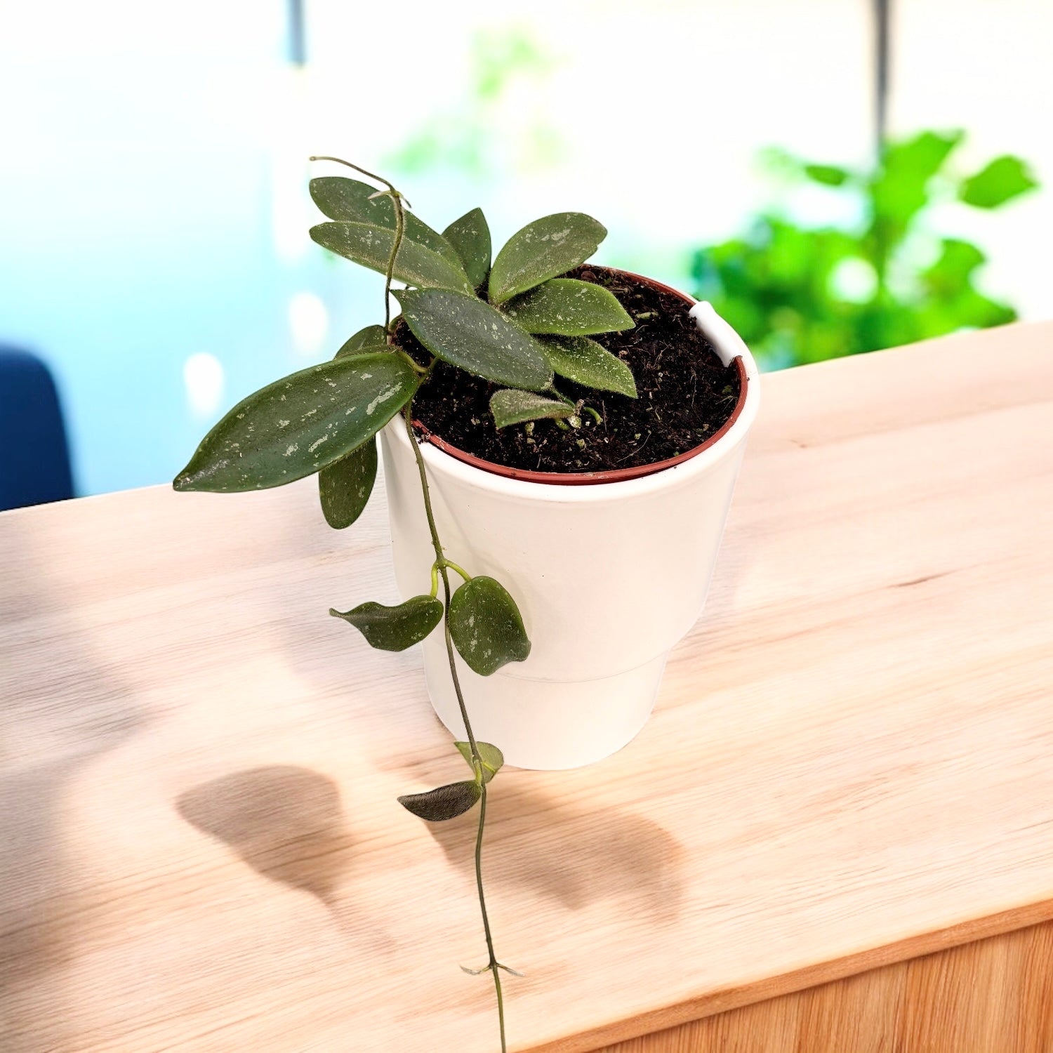 Hoya thomsonii (parfum de iasomie)