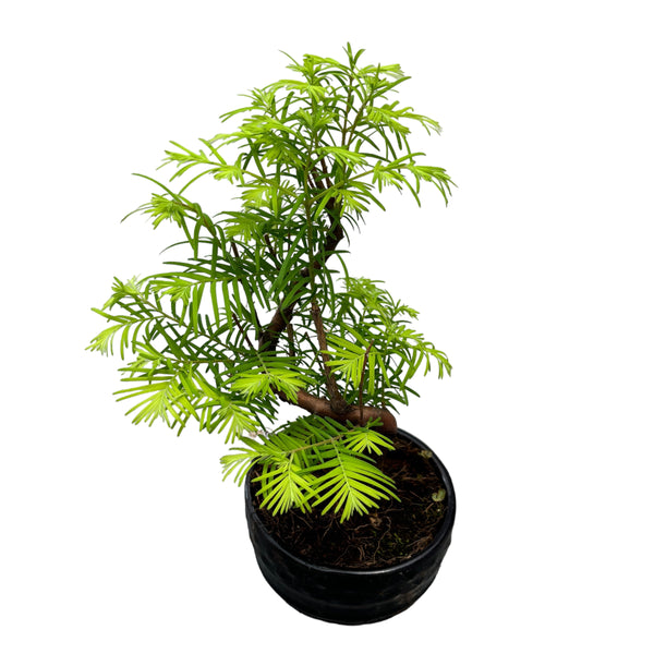 Bonsai Metasequoia (Forma S)