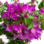 Bougainvillea 'Alexandra' - Fioletowy kwiat papierowy D17