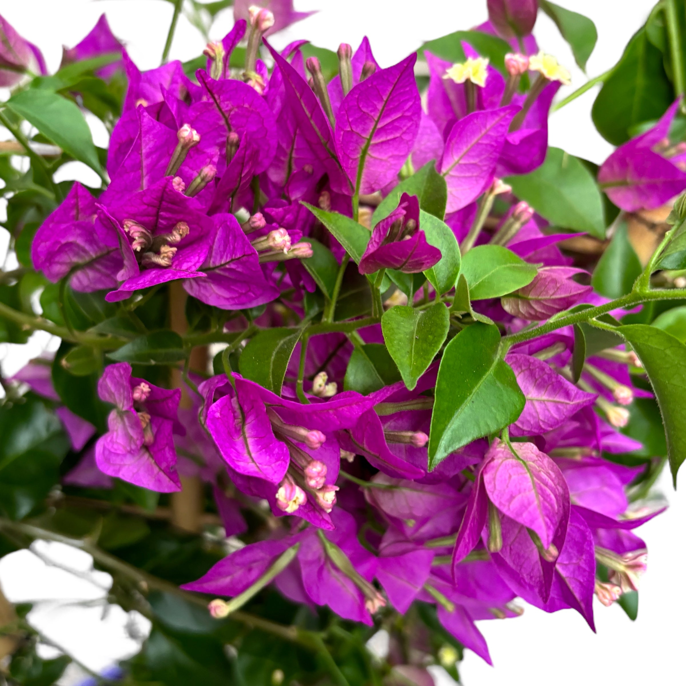 Bougainvillea 'Alexandra' - Floarea de hartie mov D17