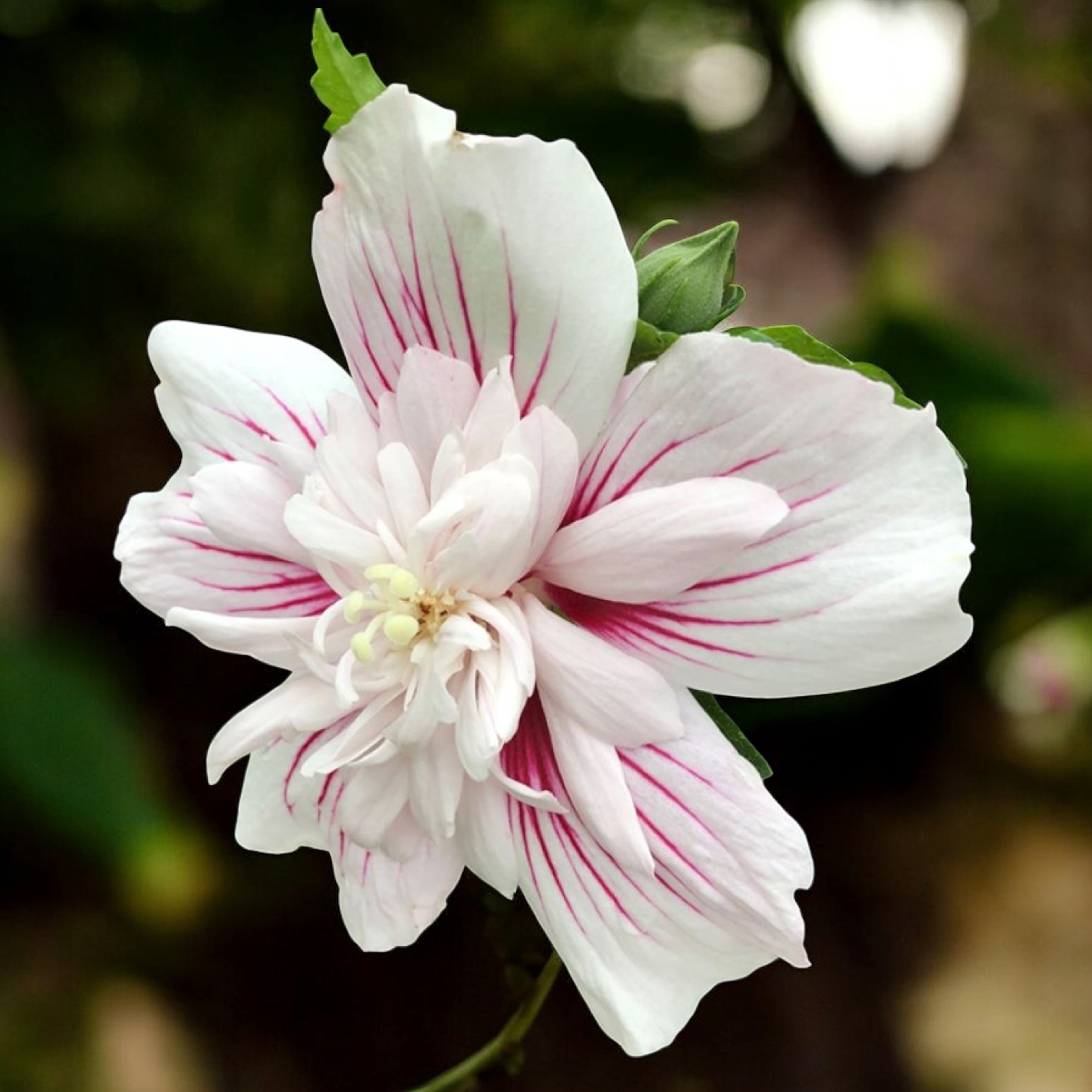 Hibiscus syriacus ‘Starburst Chiffon’ - hibiscus de gradina cu flori mari bicolore spectaculoase