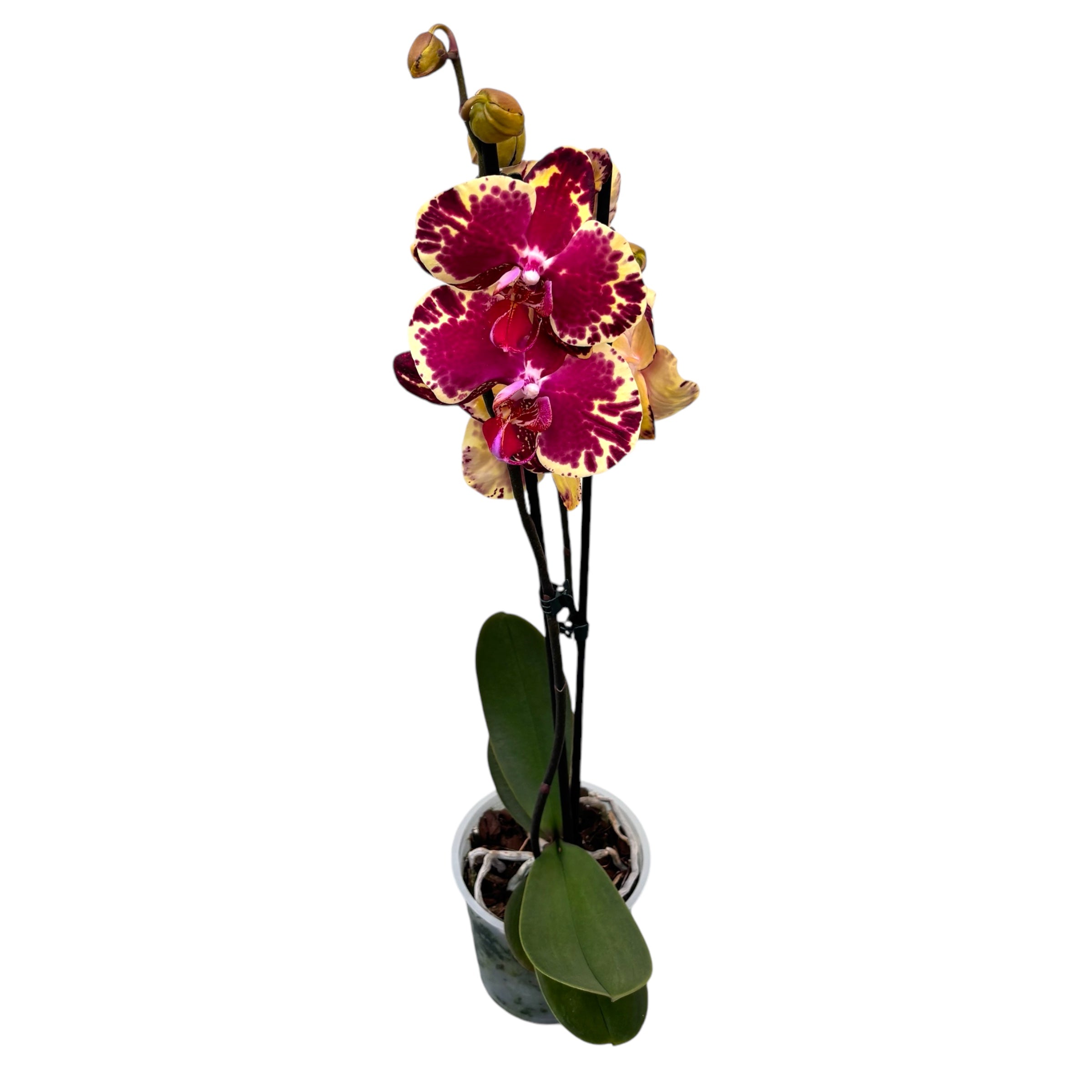 Phalaenopsis Beauty Soulmate