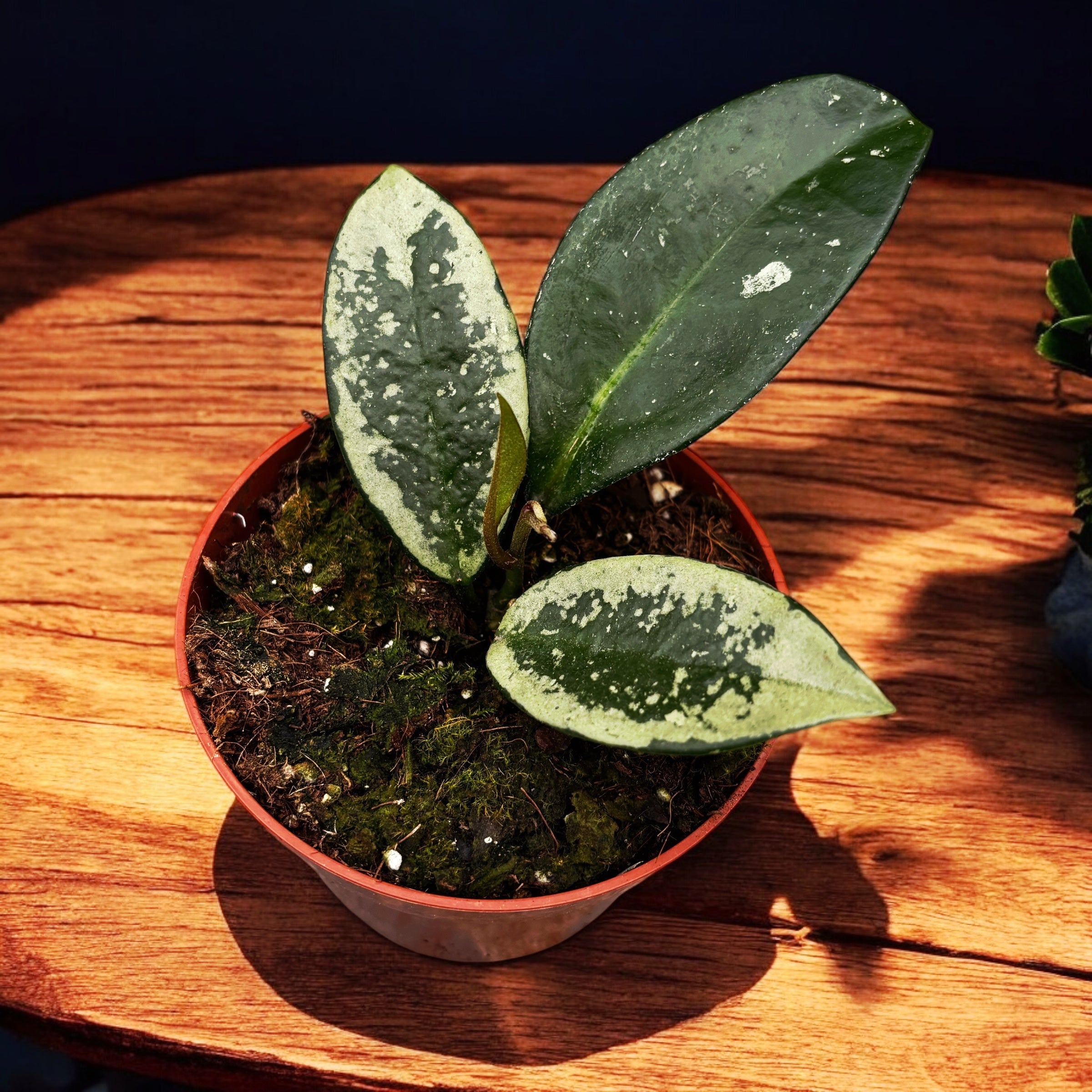 Hoya carnosa 'Silver Moon' (AH-074)