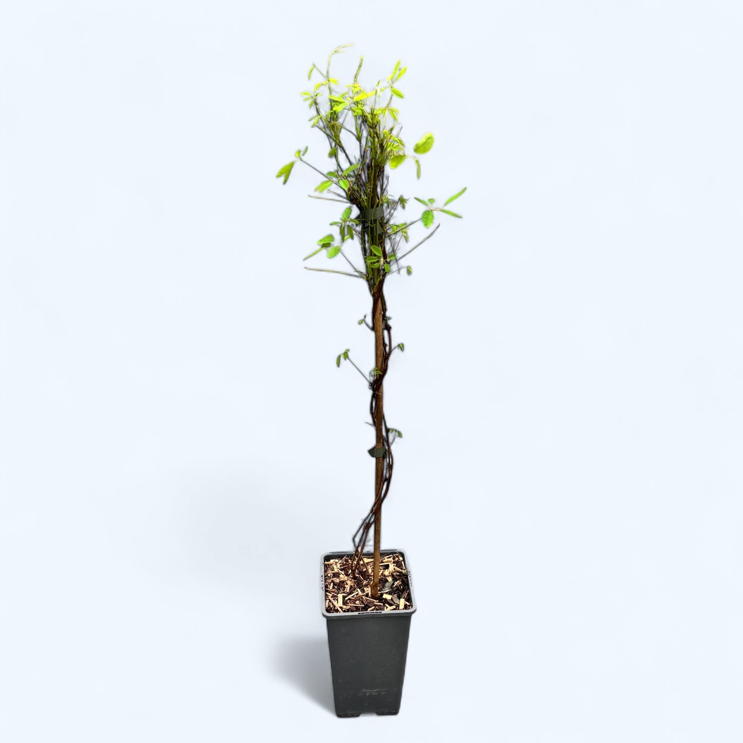 Akebia quinata - Vita de ciocolata