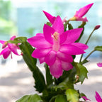 Craciunita rose intense - Schlumbergera ‘Solferina’