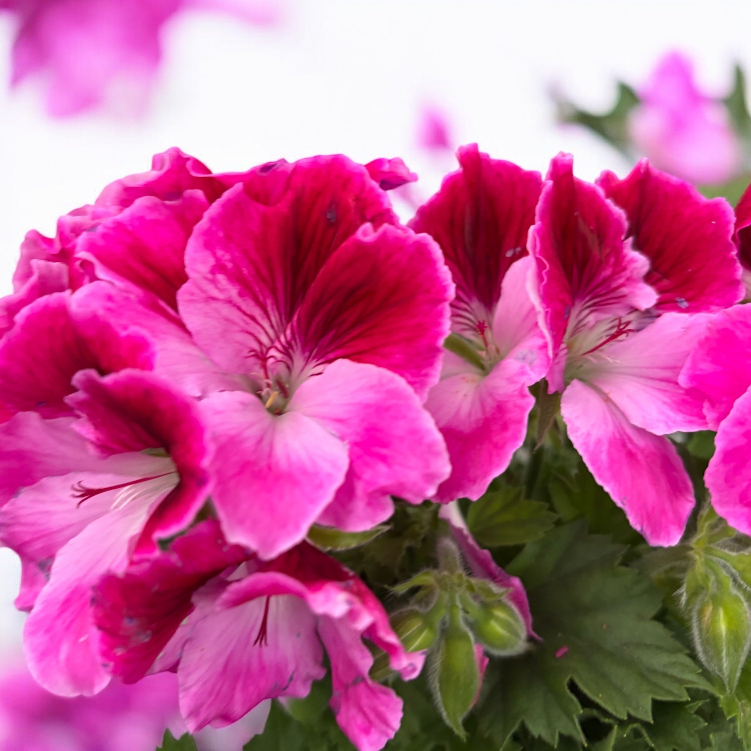 Pelargonium Grandiflorum ‘Elegance Jolenta’
