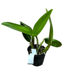 Rlc. Taipin Monkeys 'Bull Devil' parfumata