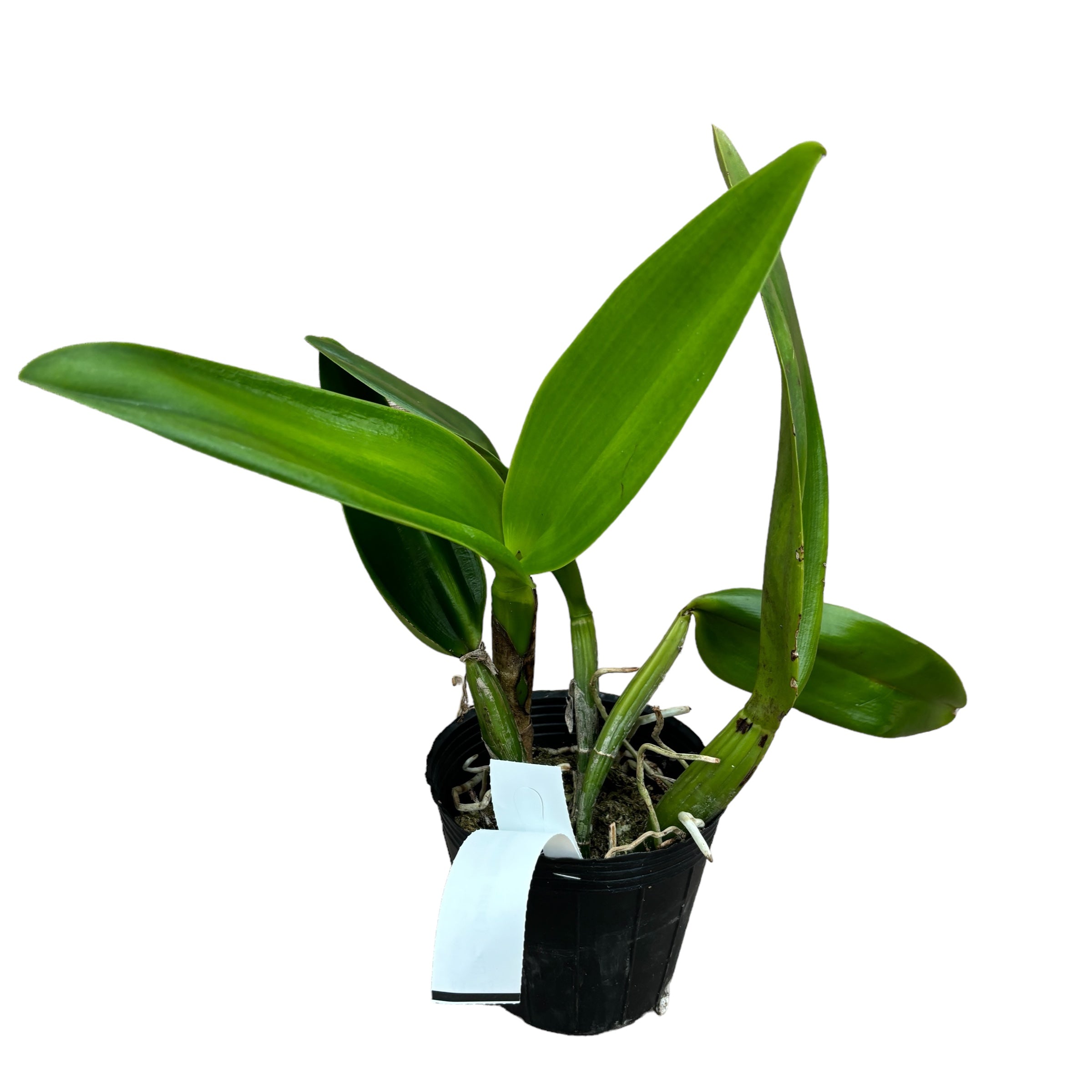 Rlc. Taipin Monkeys 'Bull Devil' parfumata