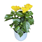Hibiscus rosa-sinensis Sunny Bari