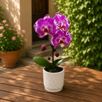 Phalaenopsis Victoria - XXL цвете (14 см)