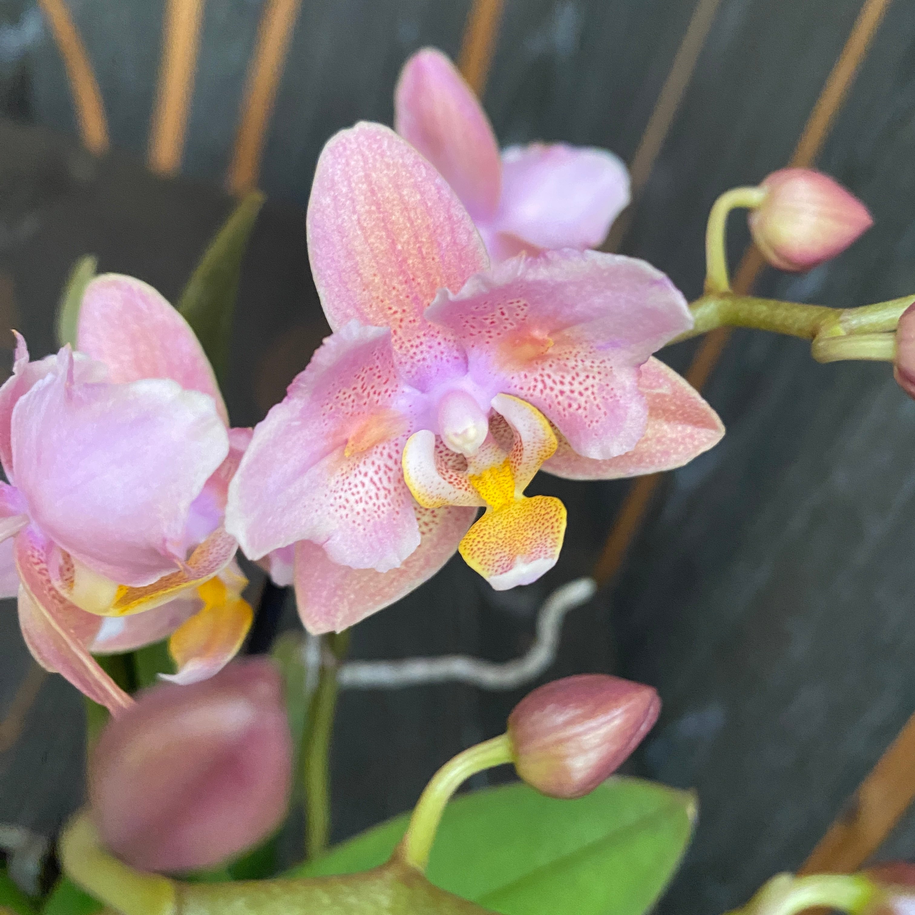 Phalaenopsis Summerion - flori pelorice si parfumate