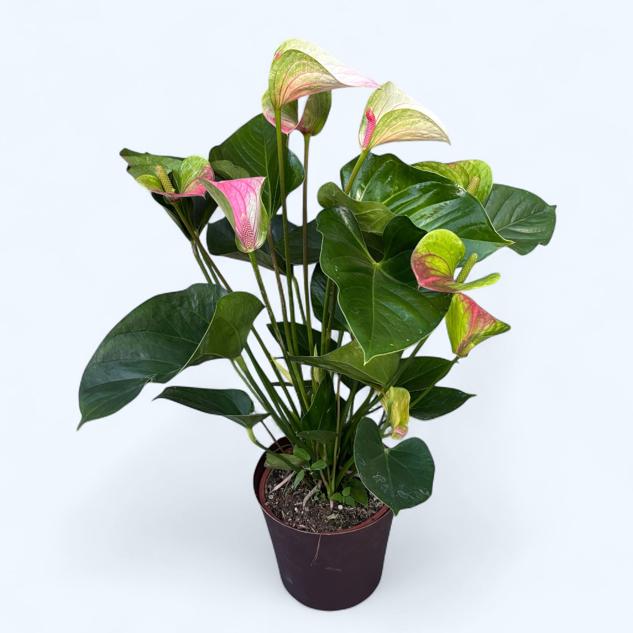 Anthurium ‘Fantasy Love’ - eleganta exotica in nuante de roz pastel si verde vibrant