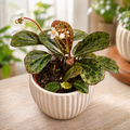 Begonia Blancii Mottled