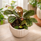 Begonia Blancii Mottled