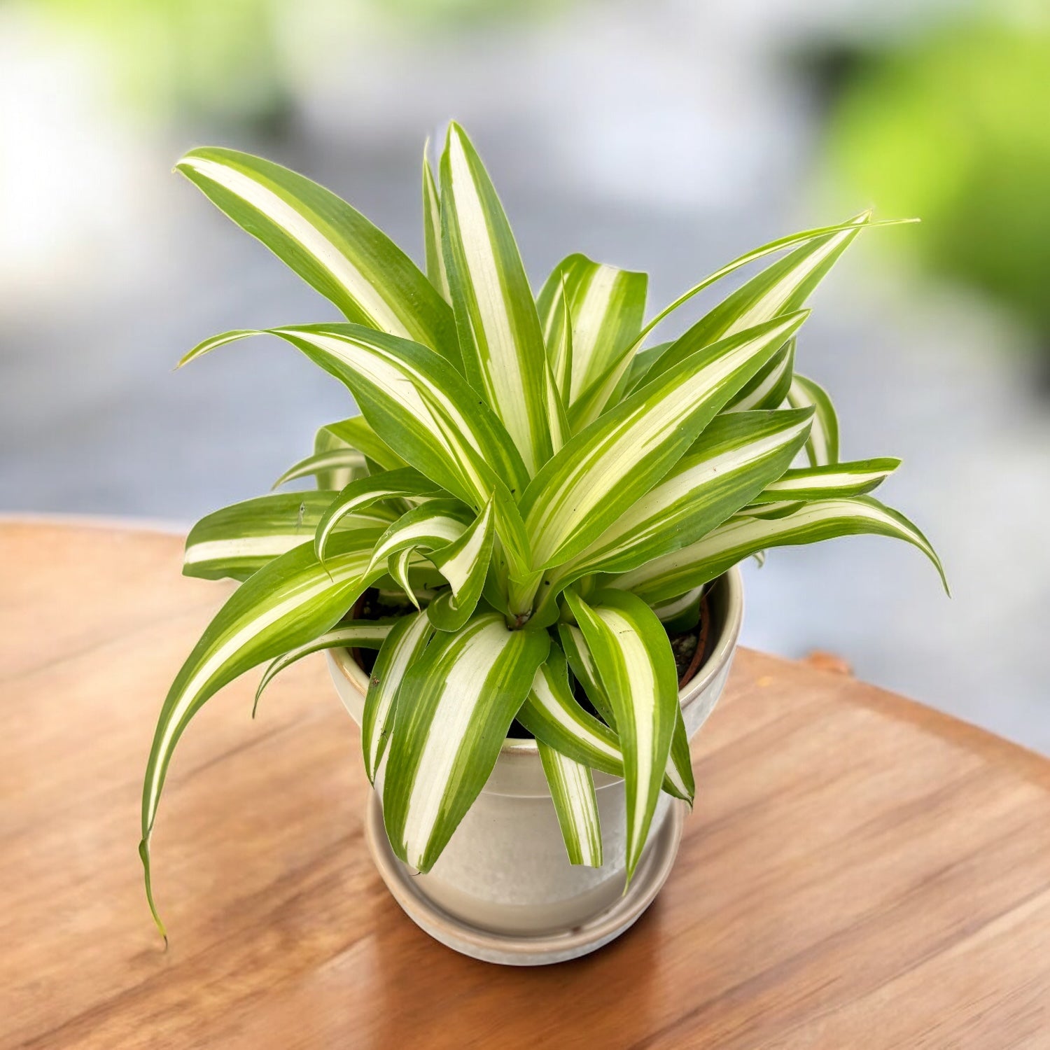 Chlorophytum comosum 'Variegatum' (purifica aerul)