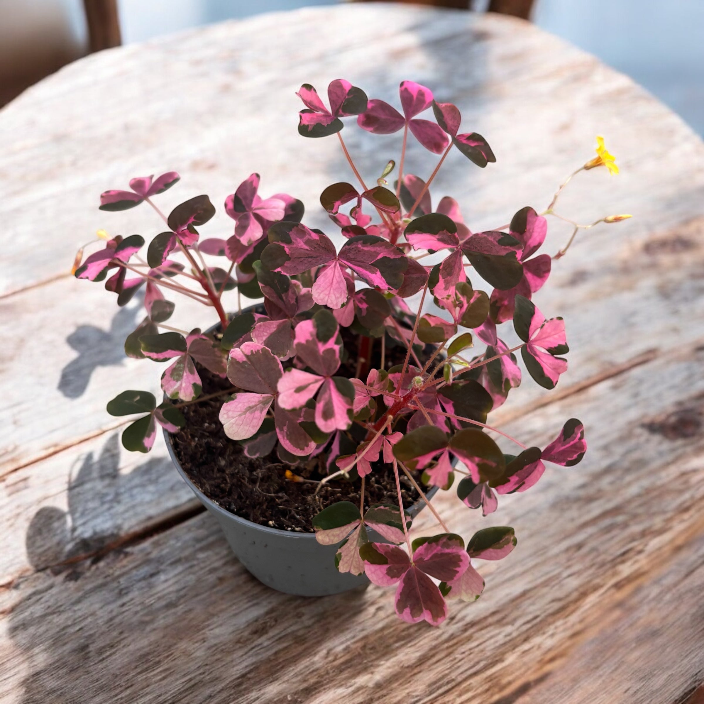 Oxalis vulcanicola 'Plum Crazy'