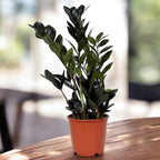 Zamioculcas zamiifolia 'Raven ZZ' ('Dowon') D14 - planta ZZ cu frunze negre lucioase