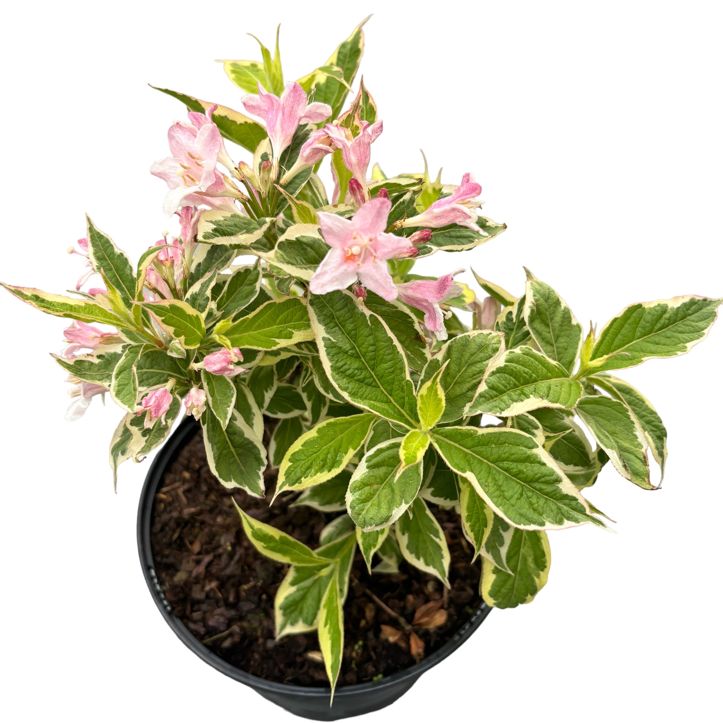 Weigela florida 'Nana Variegata' – Secret Garden Plant Shop
