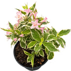 Weigela florida 'Nana Variegata'