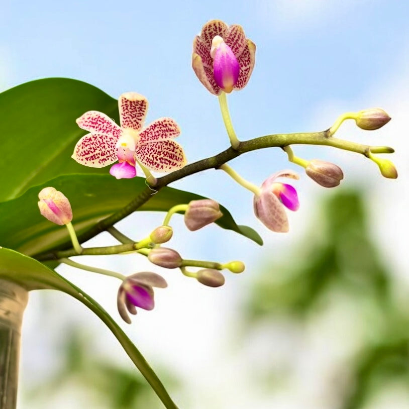 Phalaenopsis Java Mini - flori parfumate