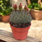 Opuntia azurea – cactus à fleurs jaunes, résistant à la sécheresse et au gel