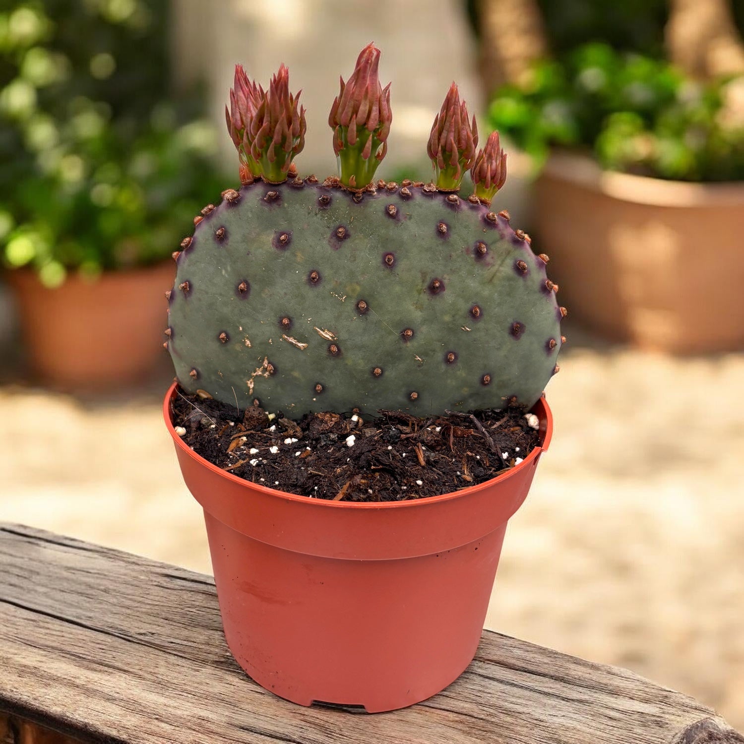 Opuntia azurea – cactus à fleurs jaunes, résistant à la sécheresse et au gel
