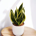 Sansevieria Night Shade 2pp