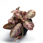 Episcia Silvery Pink