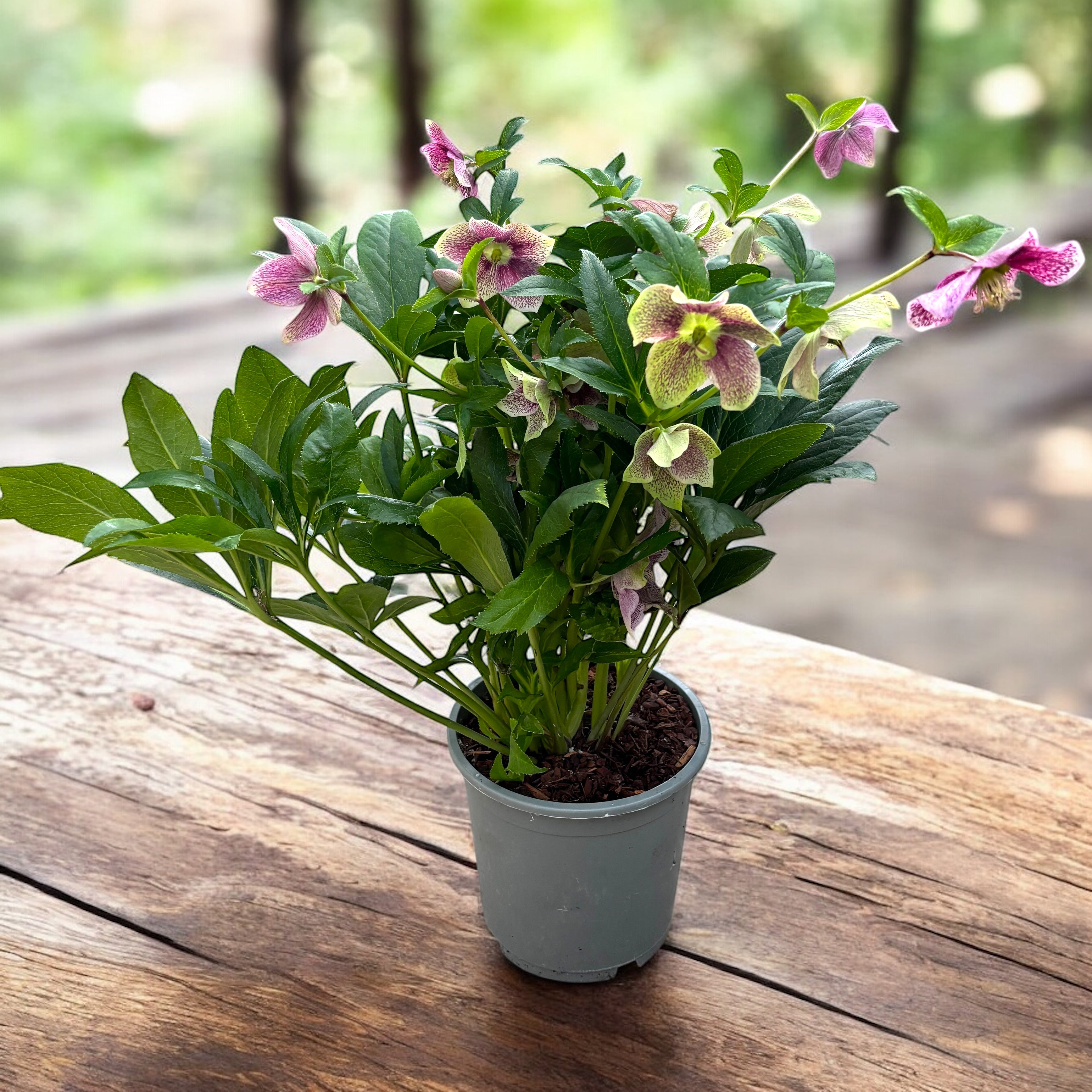 Helleborus orientalis ‘Viv Eloisa’ XL  – spanz hibrid cu flori bordo-purpurii, rezistent la frig