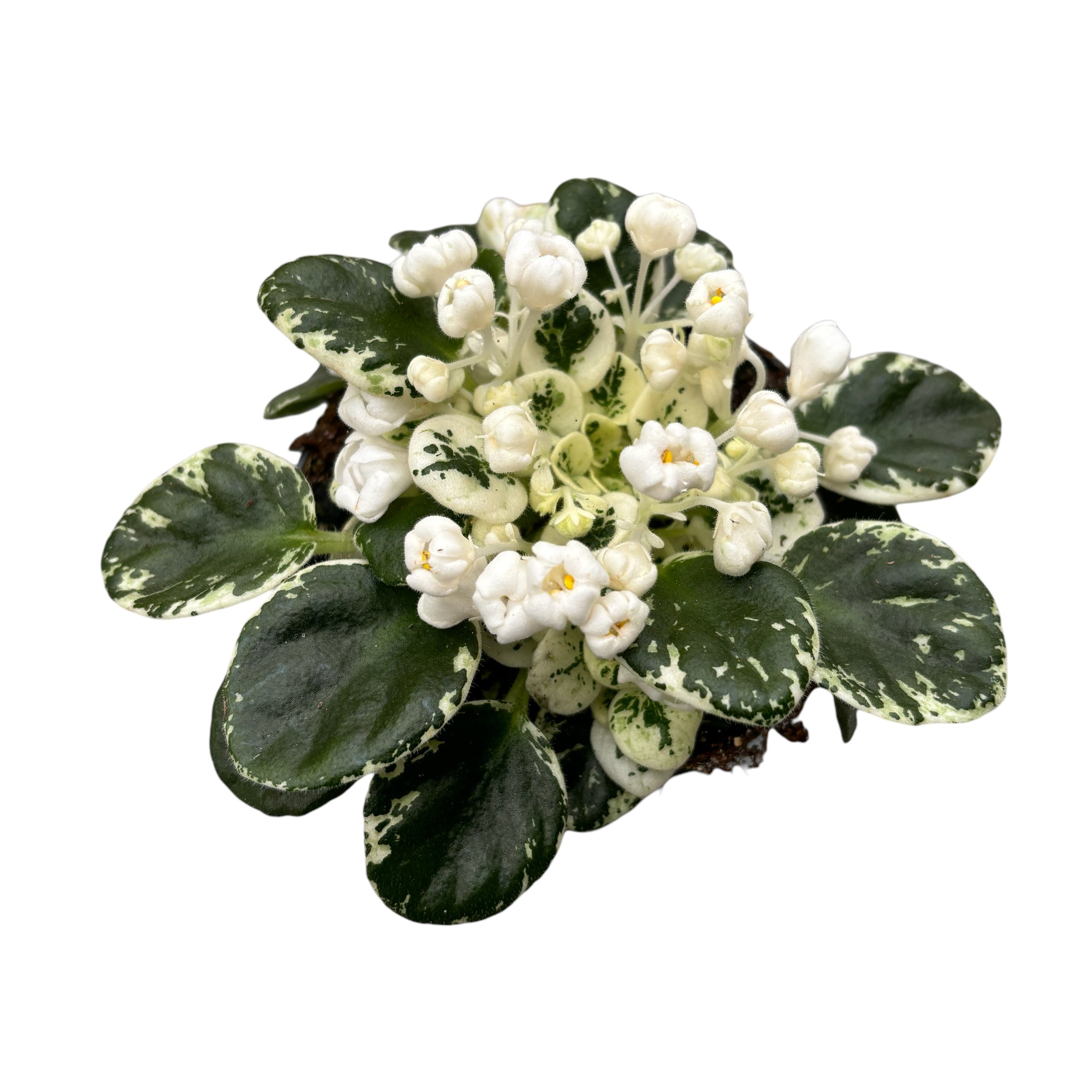 Saintpaulia Snowdrop - violete speciale