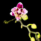 Phalaenopsis Miki Violet Butterfly