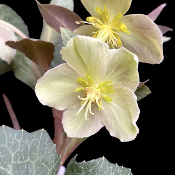 Helleborus sternii ‘Silver Dollar’ (Trandafirul Craciunului, Spanz)