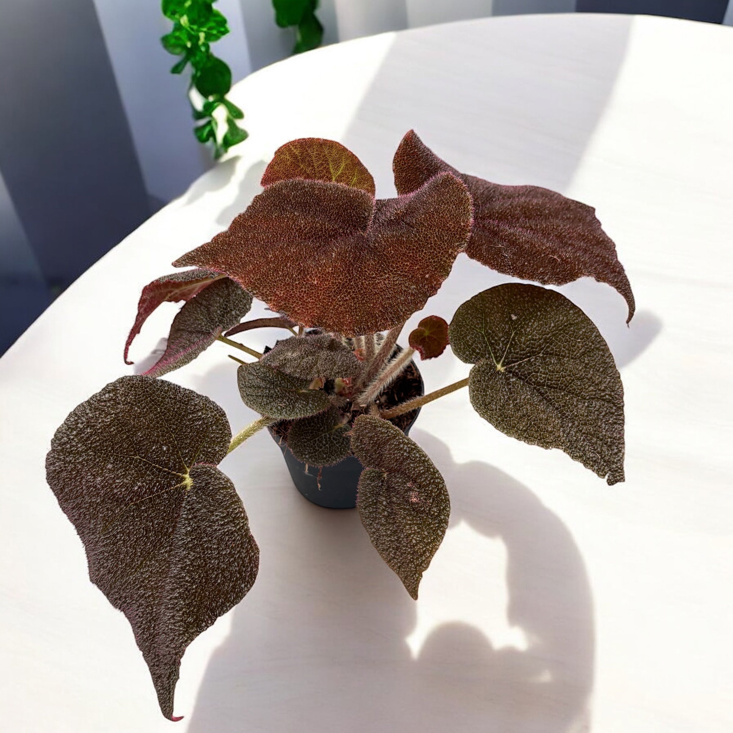 Begonia masoniana ‘River’