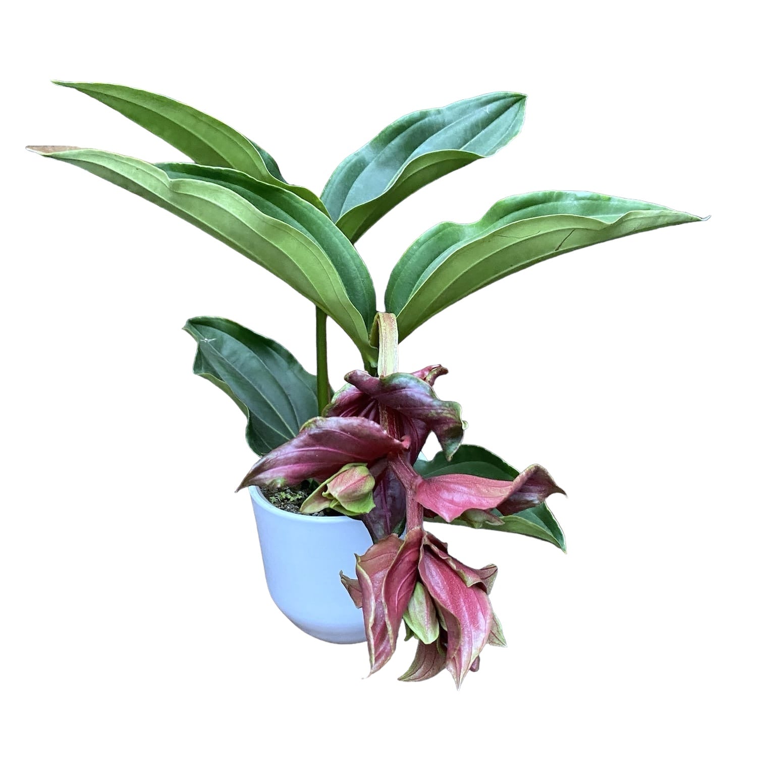 Medinilla magnifica 'Dolce Rossa' - Floarea Regelui