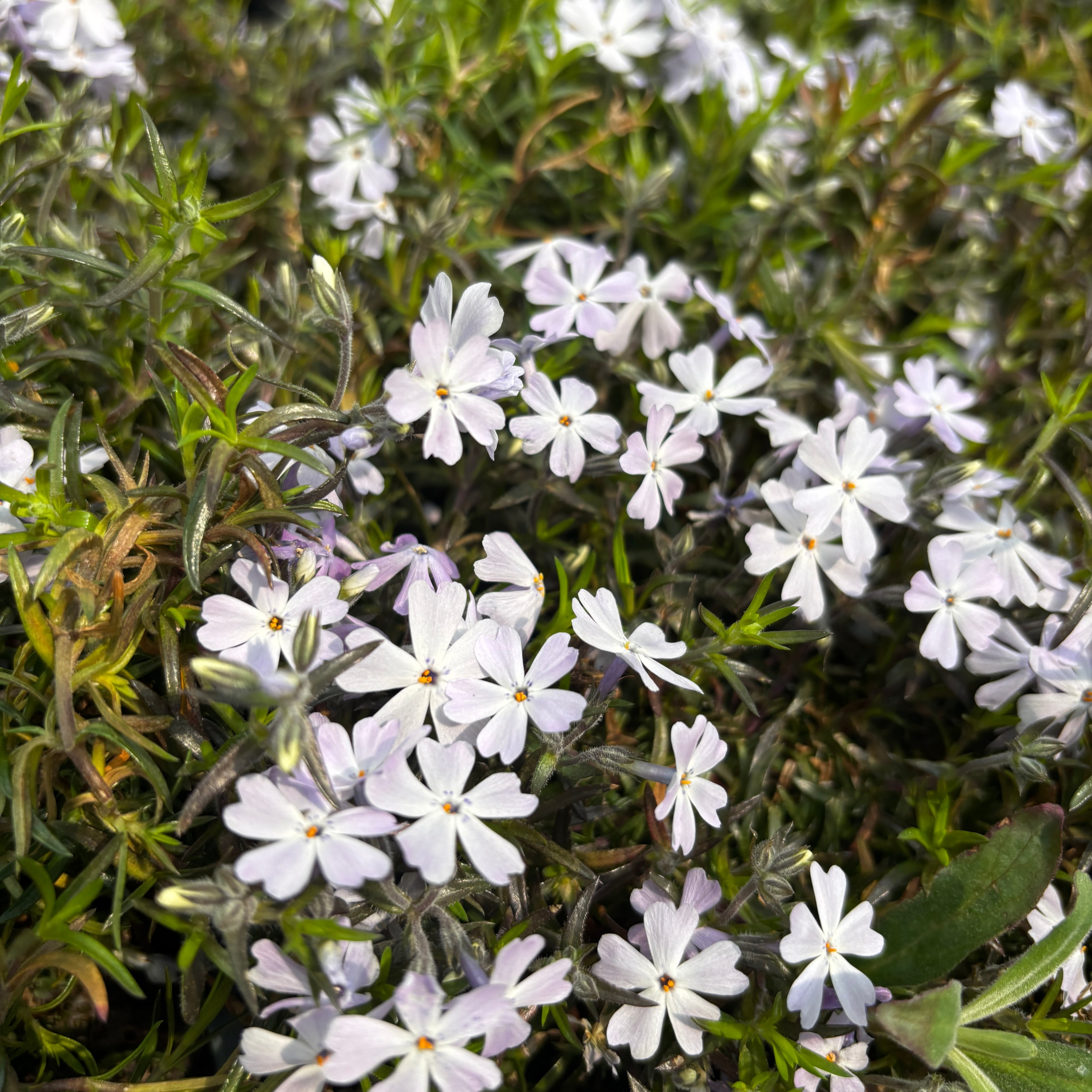 Phlox subulata ‘Spring Lavender’ (brumarele tarator) – covor delicat in nuante de alb-lila