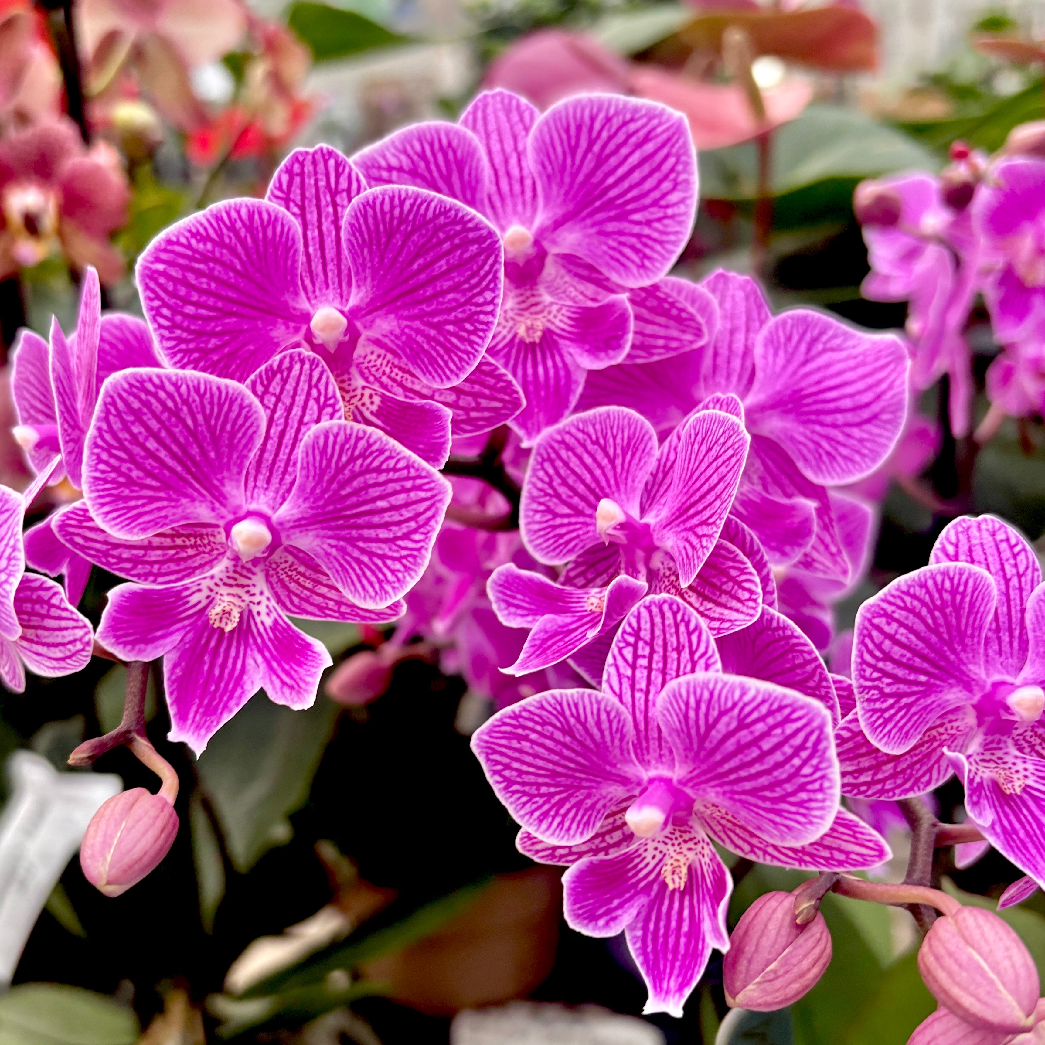 Phalaenopsis Cassion big lip